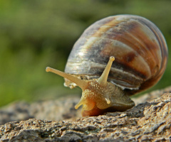 tiny Snail