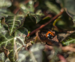 First Ladybug