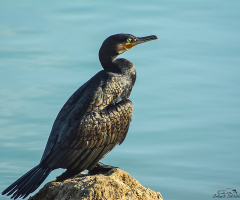 Karabatak - cormorant	