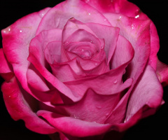 Pink Blossom 3