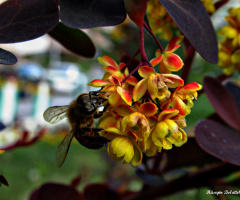 Arı ve çiçeğin aşkı