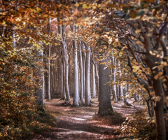 Ghost Wood of Nienhagen