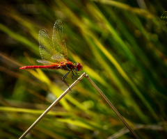  Red & Dragonfly