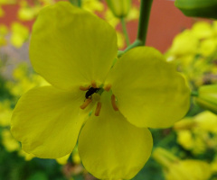 Sarı Çiçek