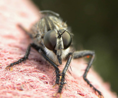 robber fly 