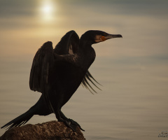 Karabatak - cormorant