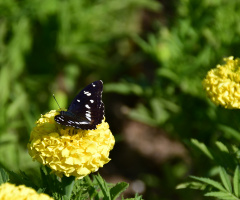 Akdeniz hanımeli kelebeği