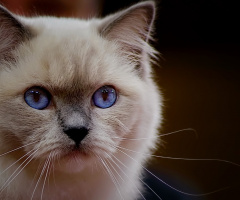 blue  eye cat
