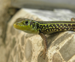 Levant green lizard 