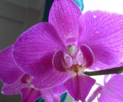 Mor Orkide