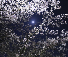 Blossom ＆ Moon