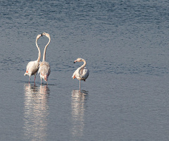 Flamingo Dansı