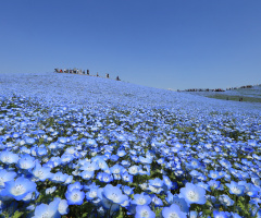 Blue flower hills