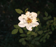 Beyaz çiçek