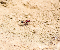Atomic ant :)