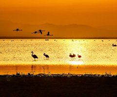 Bandırma Kuş Cenneti - Flamingolarla Gün Batımı