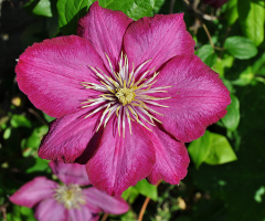 Clematis - Pink Fire