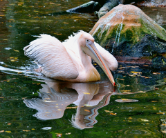 Pelican Mirror