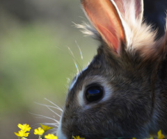 Rabbit :)
