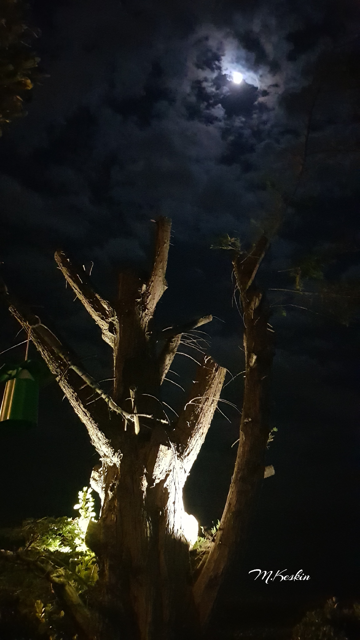 Gece