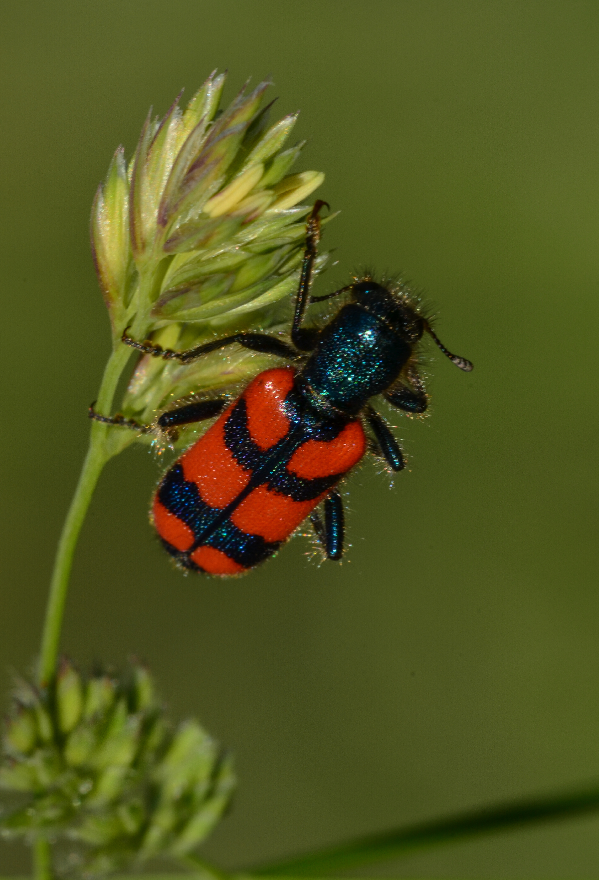 Kirli Insect Kırmızı