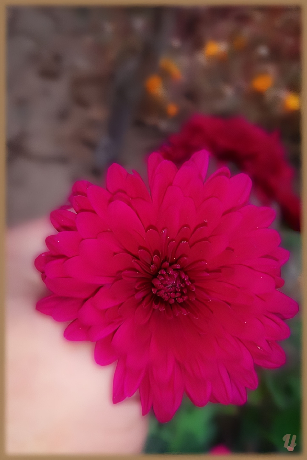 پھول، Flower
