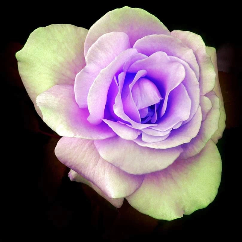 ORIGINAL ROSE