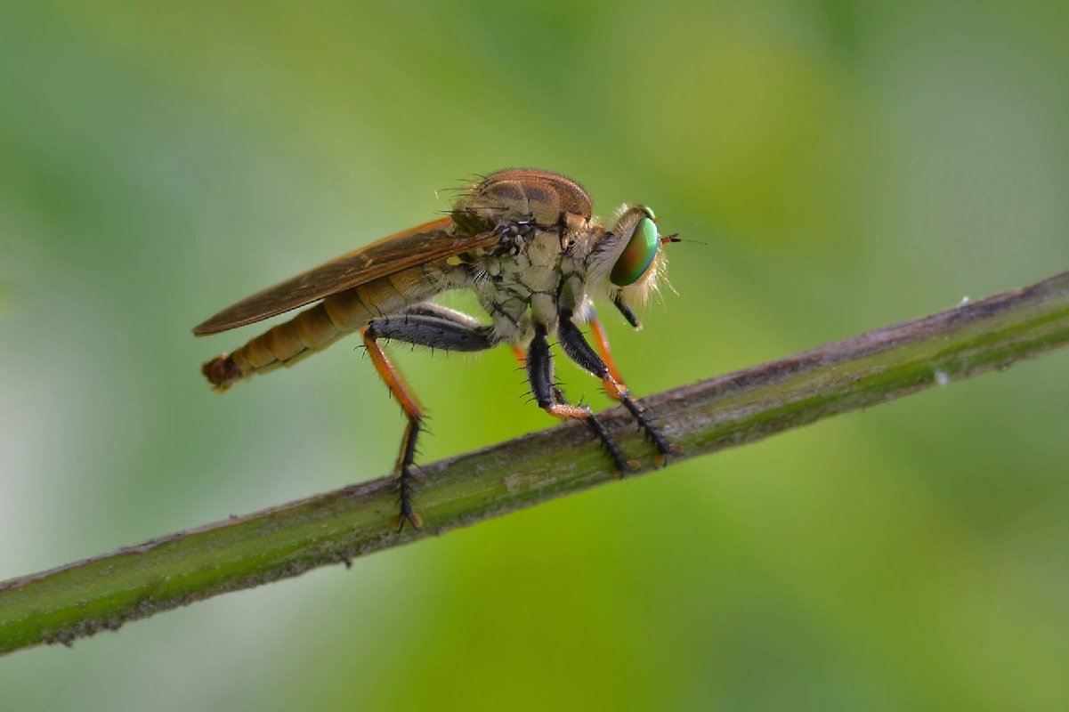 Reshm Insect rf