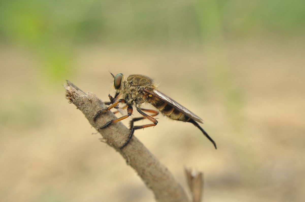 Soorabi Insect sarapan