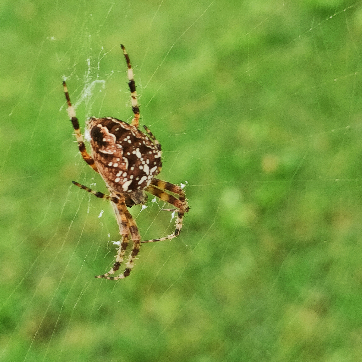 Spinder Croos COLORFUL CROSS SPIDER