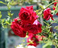 Çiğdem Pestil