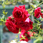 Çiğdem Pestil