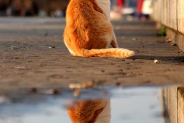 KEDİ