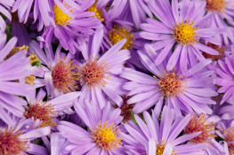 Flowers in Tivoli - 2023.