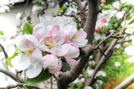 APPLE TREE IN BLOOM