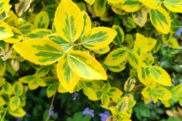 EUONYMUS FORTUNEI