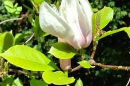 MAGNOLIA IN BLOOM
