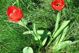 GARDEN TULIPS