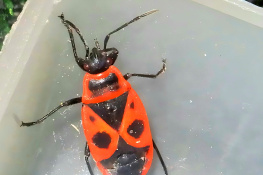 Beautiful Bug ❤️⚜