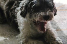 LAZY DOG 