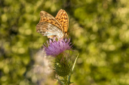 Bahadır - Kelebek (2)