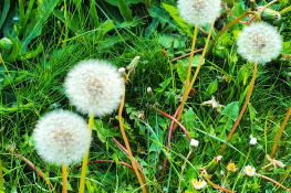 DANDELIONS 