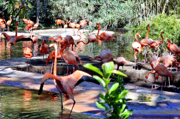 barcelona zoo...