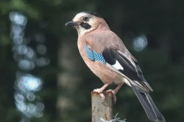 Alakarga
