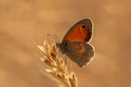 Kelebek