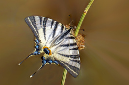 Kırlangıçkuyruk