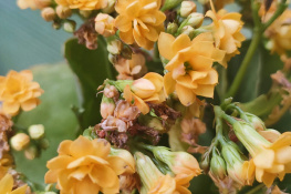 YELLOW KALANCHOE
