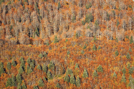 KUZU YAYLADA SONBAHAR