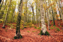 MEVSİM SANAT OLUNCA  (2)