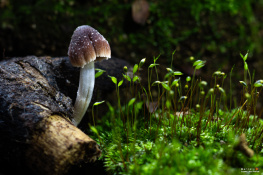 Cogumelo